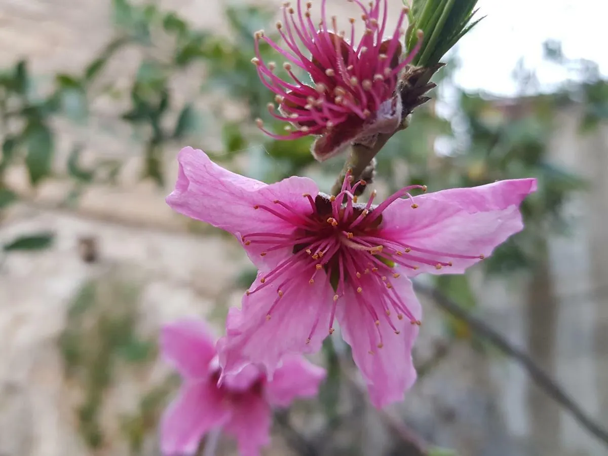 בית נופש סירקוזה Il Giardino Di Tolu Siracusa